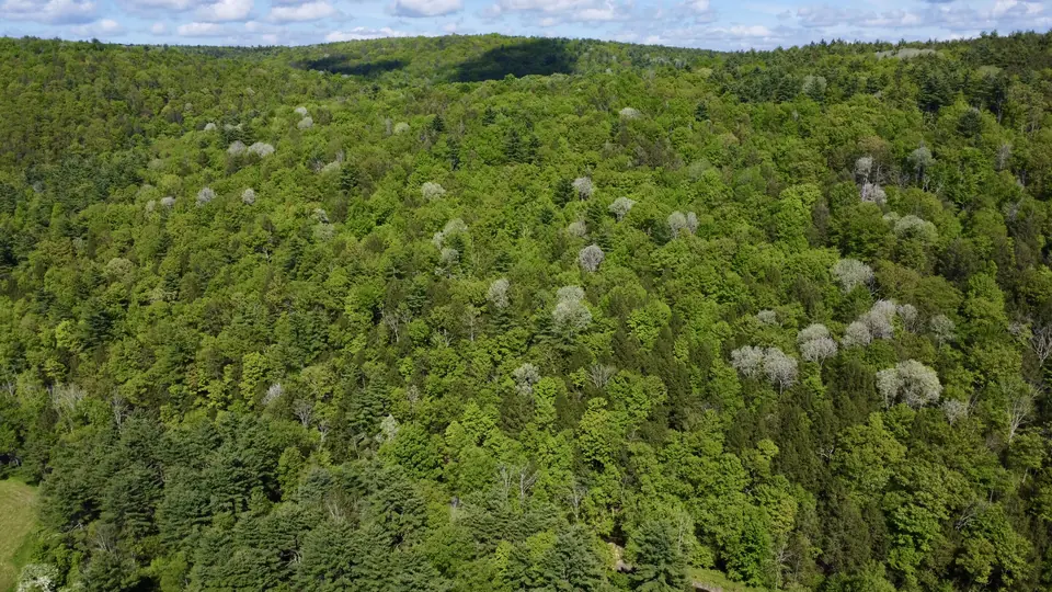Kingfisher Hollow in spring